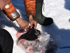 08B Cutting Some Raw Narwhal Whale Meat For Our Lunch On Day 1 Of Floe Edge Adventure Nunavut Canada
